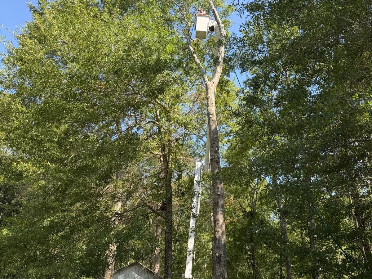 El Costeño Tree Service LLC